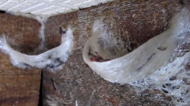 Menciptakan Rumah Sarang Burung Walet yang Nyaman untuk Tinggal