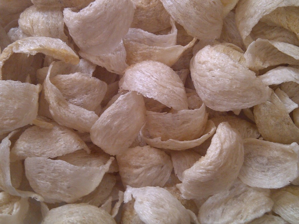 Usaha Budidaya Sarang Burung Walet